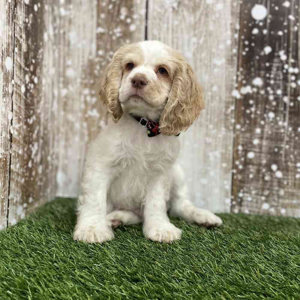 Male Cocker Spaniel Puppy for Sale in Braintree, MA