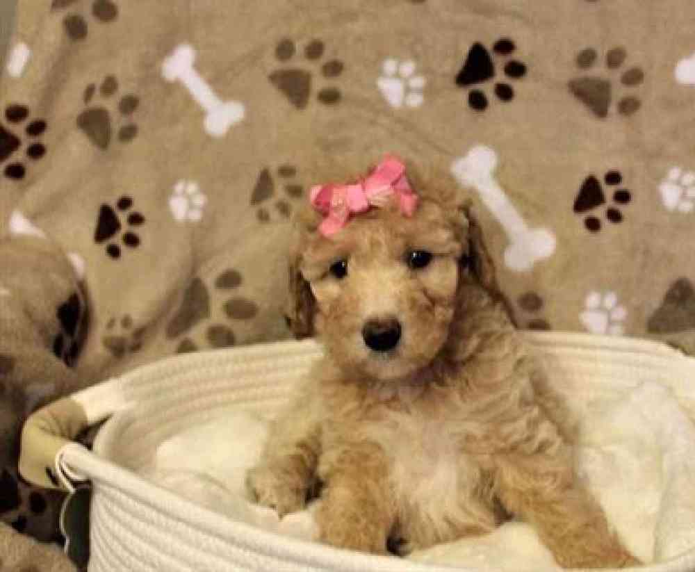 Female Mini Goldendoodle Puppy for sale