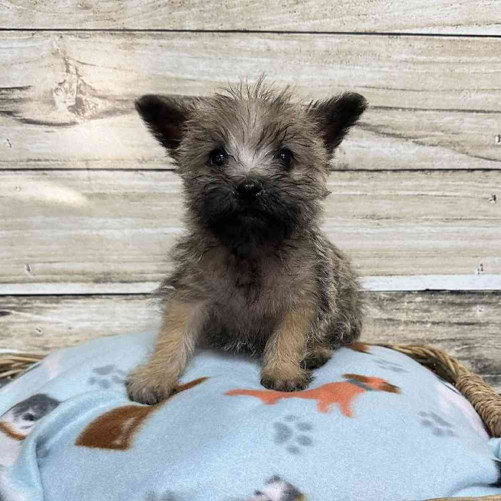 Male Cairn Terrier Puppy for Sale in Saugus, MA