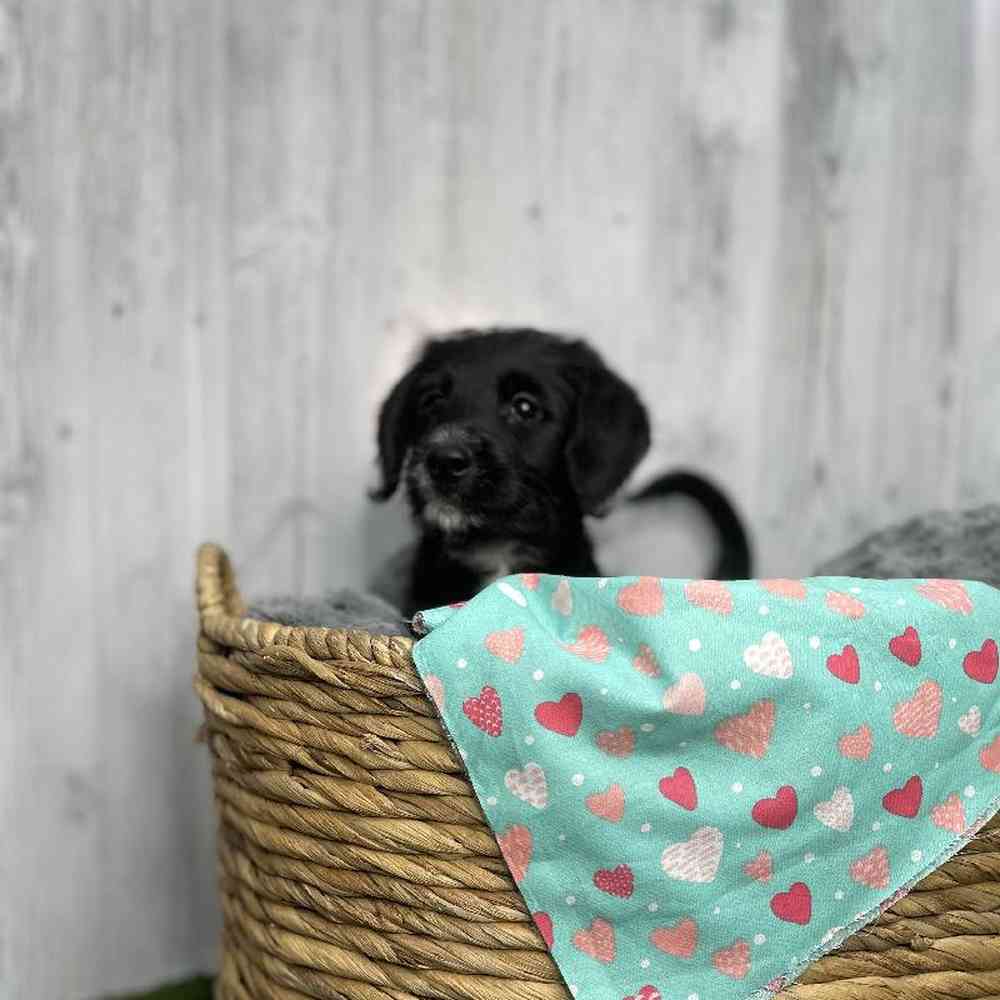 Male Mini Labradoodle Puppy for sale