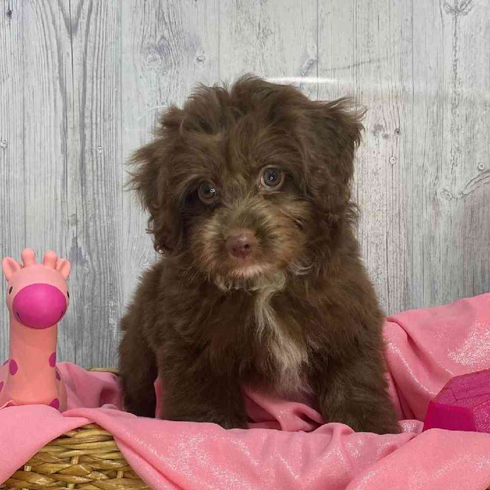 Female Mini Aussiedoodle Puppy for Sale in Saugus, MA
