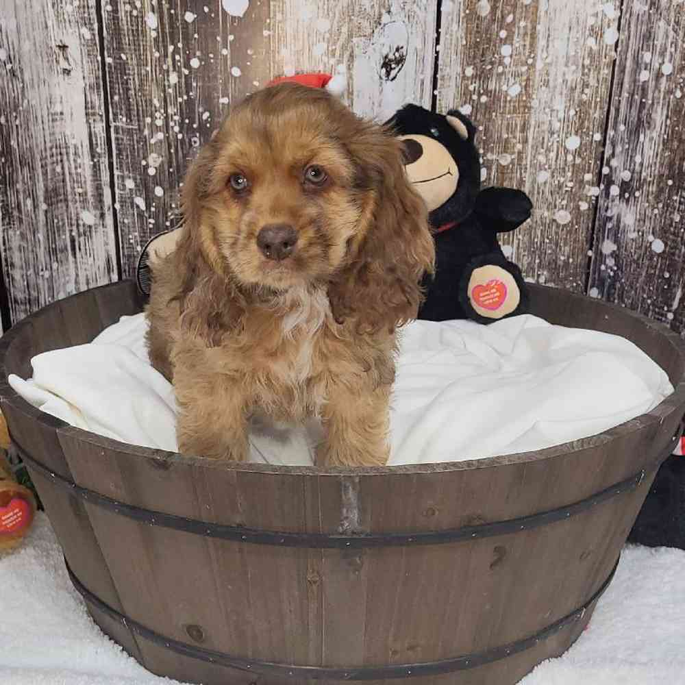 Male Cocker Spaniel Puppy for Sale in Saugus, MA
