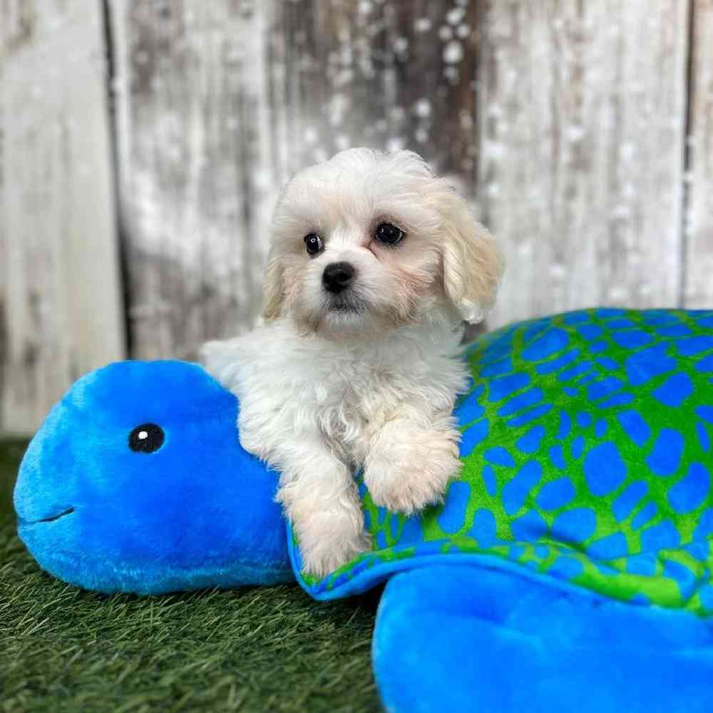 Male La-Chon Puppy for Sale in Saugus, MA