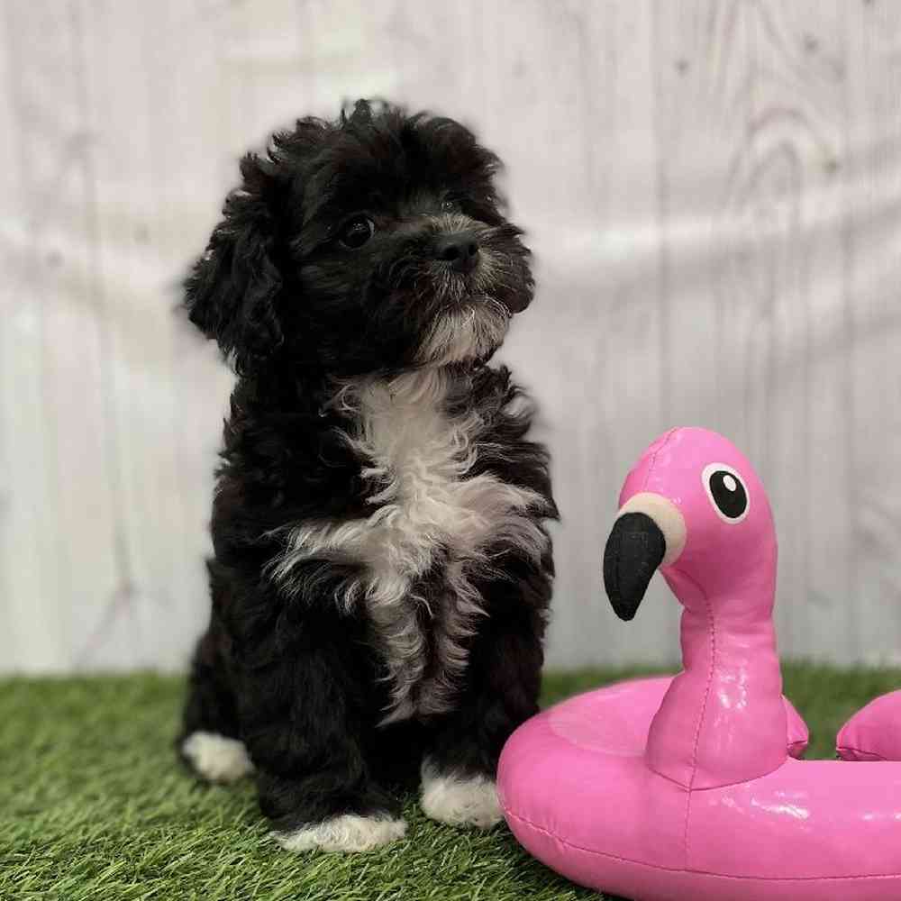 Female Lhasa-Poo Puppy for Sale in Braintree, MA
