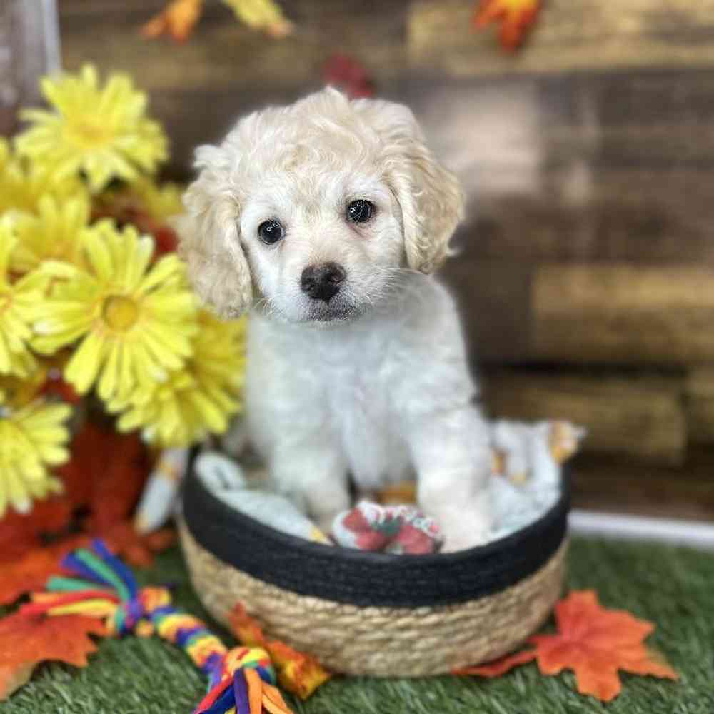 Male Cockapoo 2nd Gen Puppy for Sale in Saugus, MA