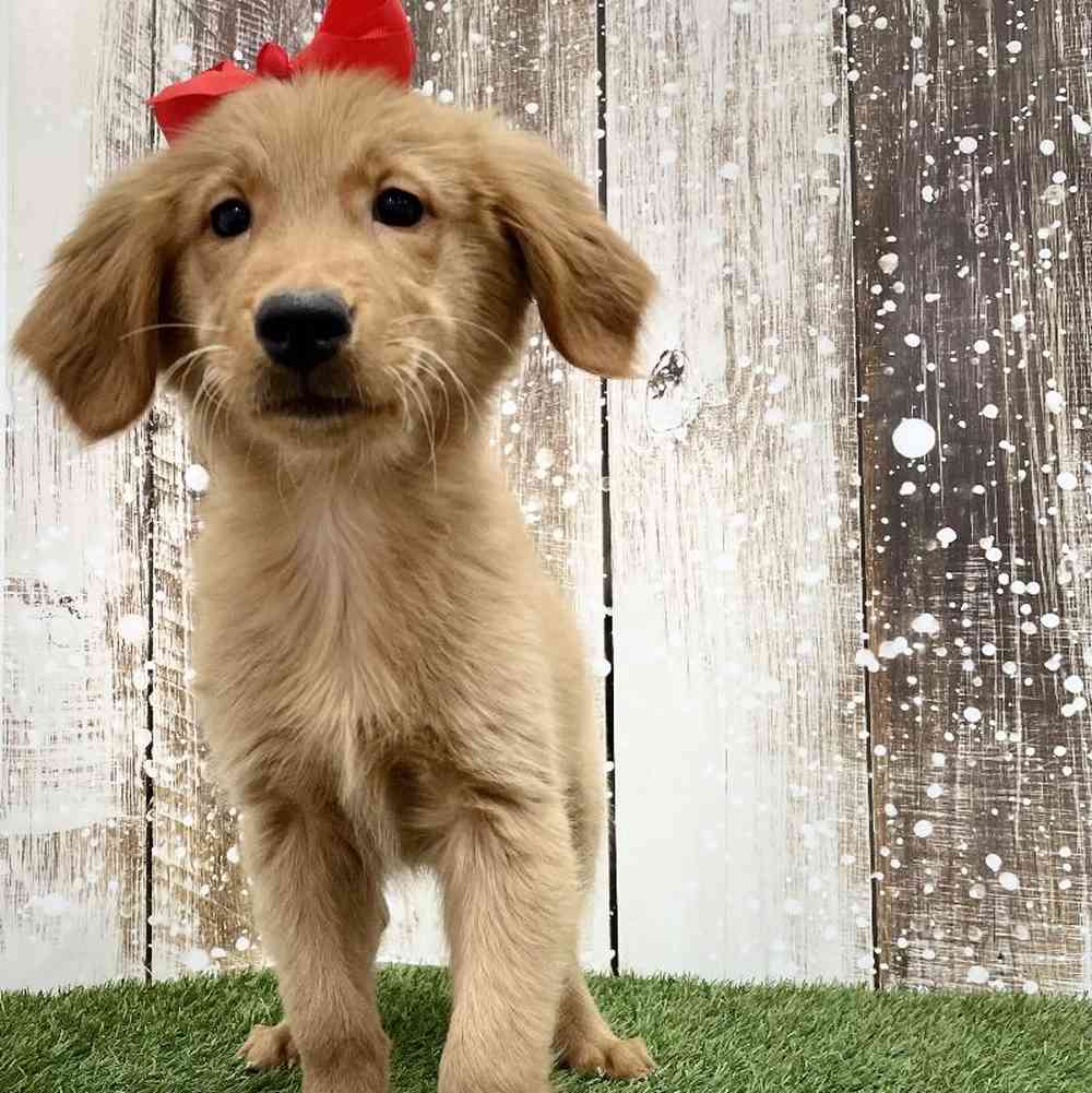 Female Golden Retriever Puppy for Sale in Braintree, MA
