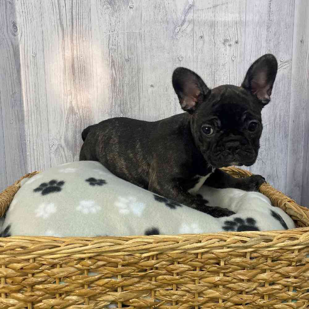 Female French Bulldog Puppy for Sale in Saugus, MA
