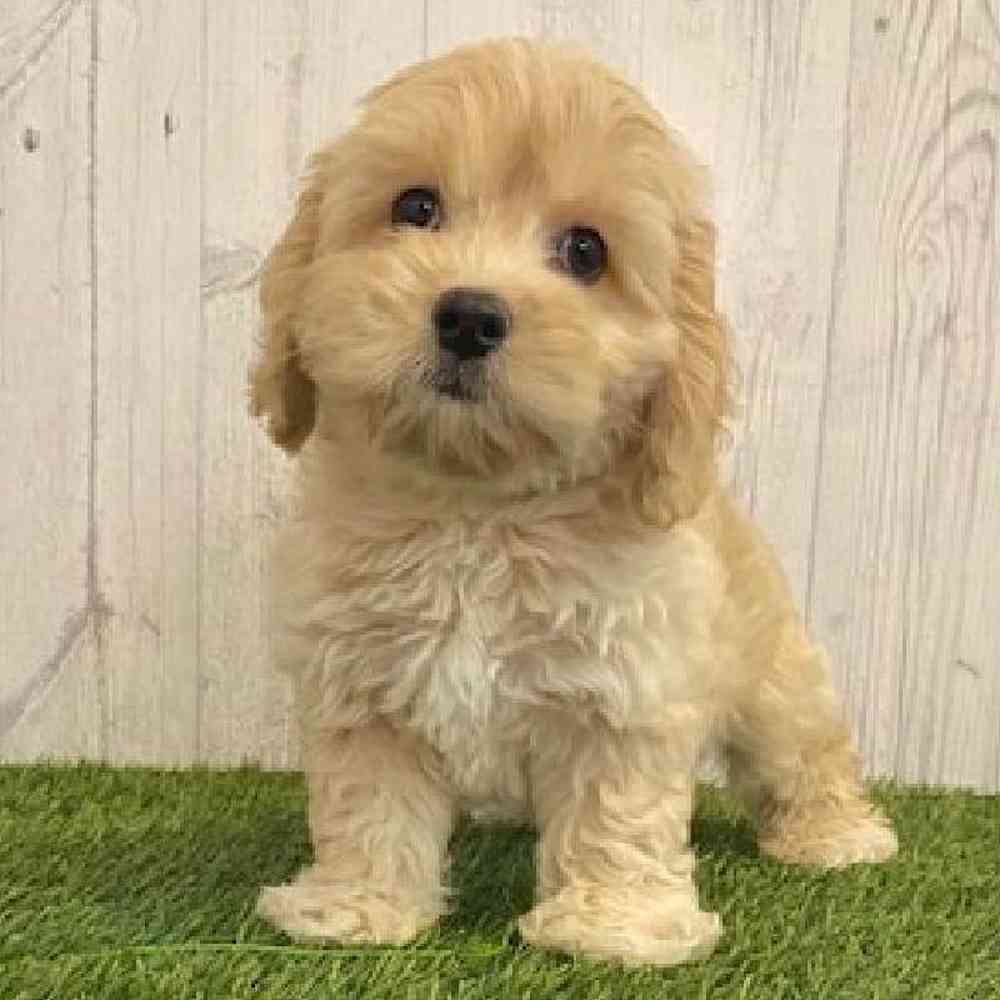 Male CockaChon Puppy for sale