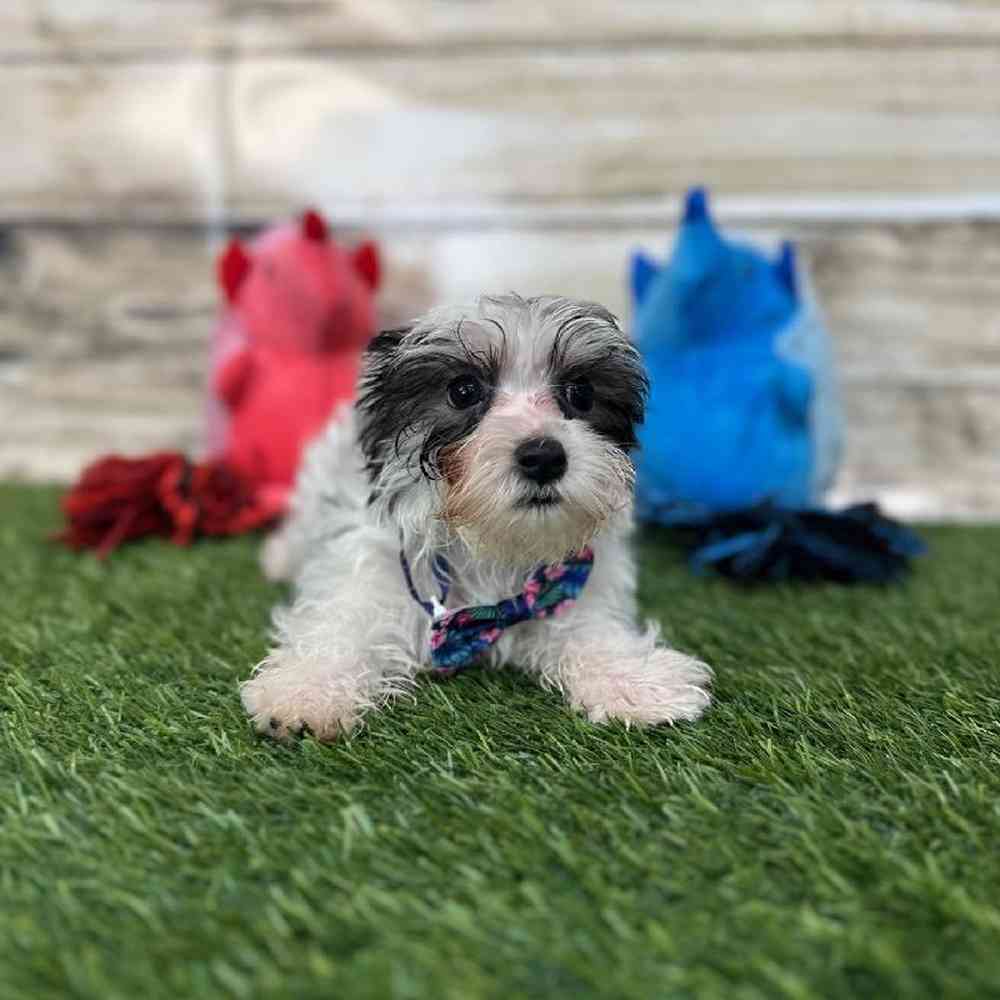 Male Morkie Puppy for Sale in Saugus, MA