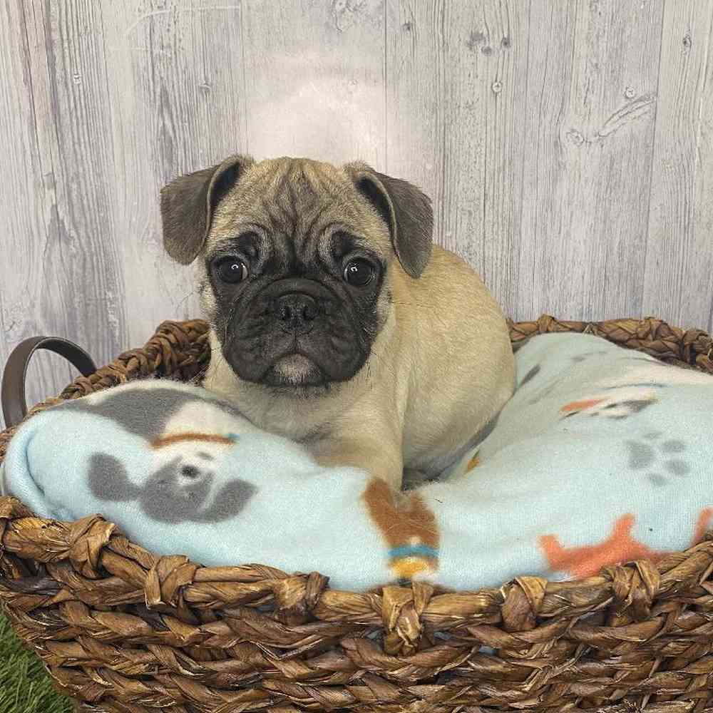 Male Frug Puppy for Sale in Saugus, MA