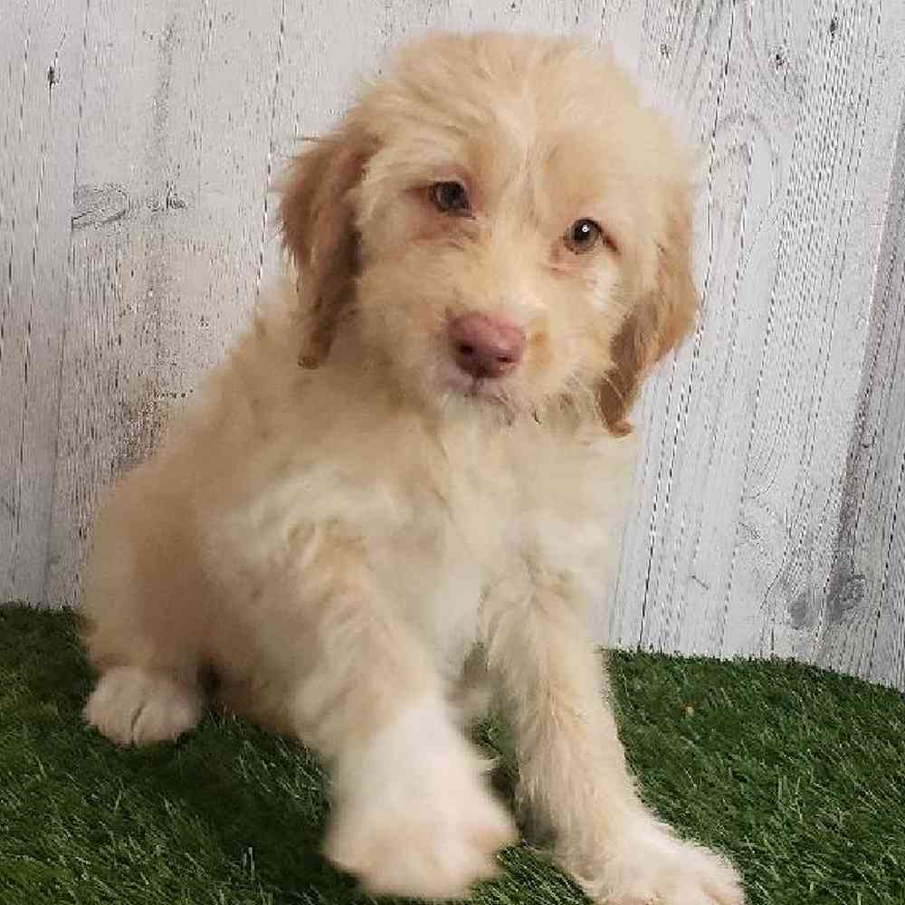 Female Mini Labradoodle Puppy for sale