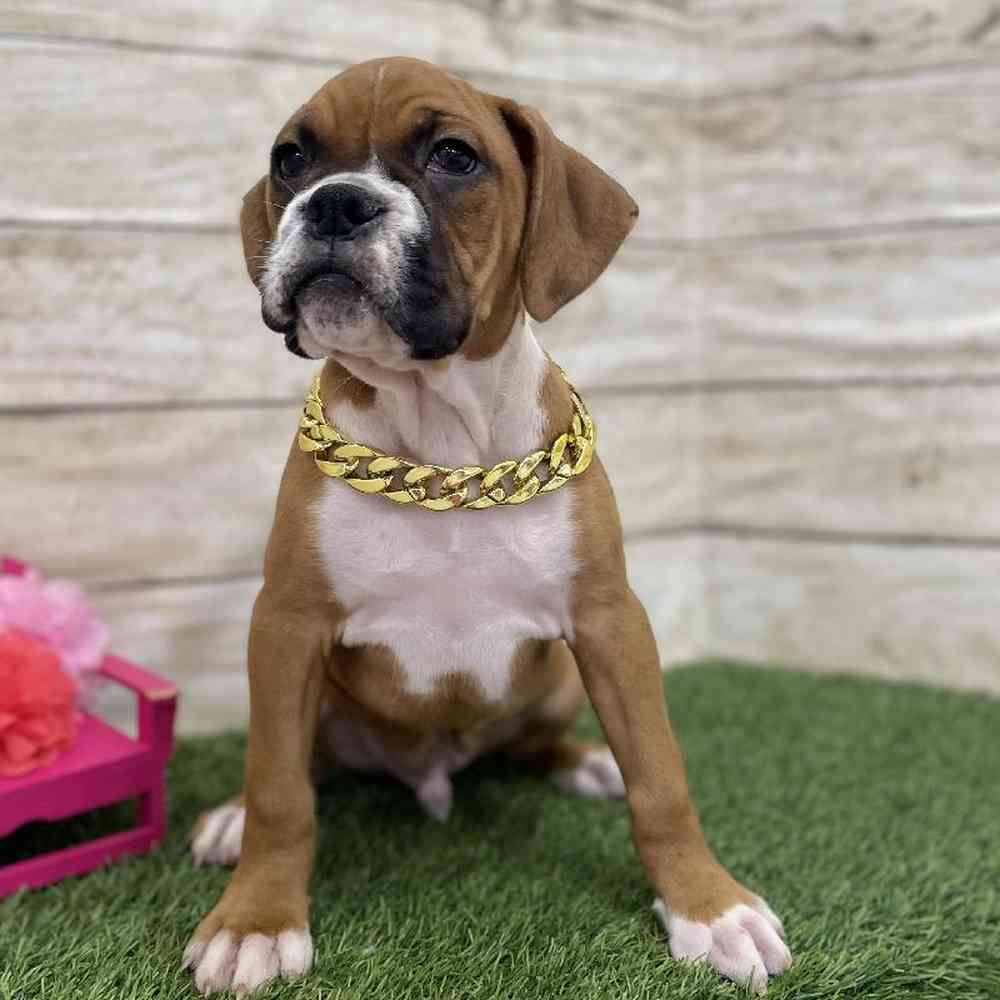 Male Boxer Puppy for Sale in Braintree, MA