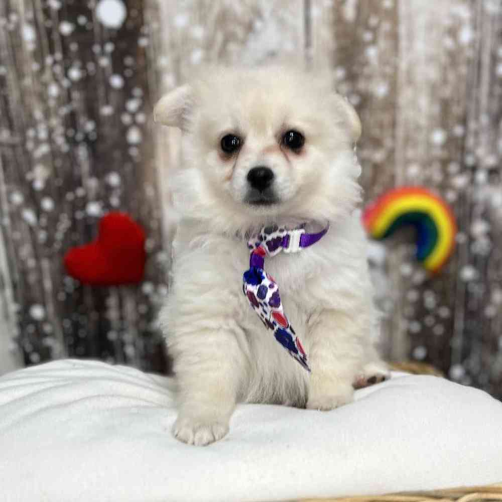 Male Pomimo Puppy for Sale in Saugus, MA