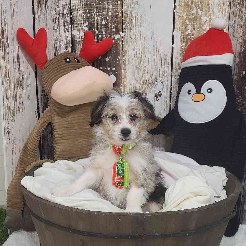 Male Aussiechon Puppy for Sale in Saugus, MA
