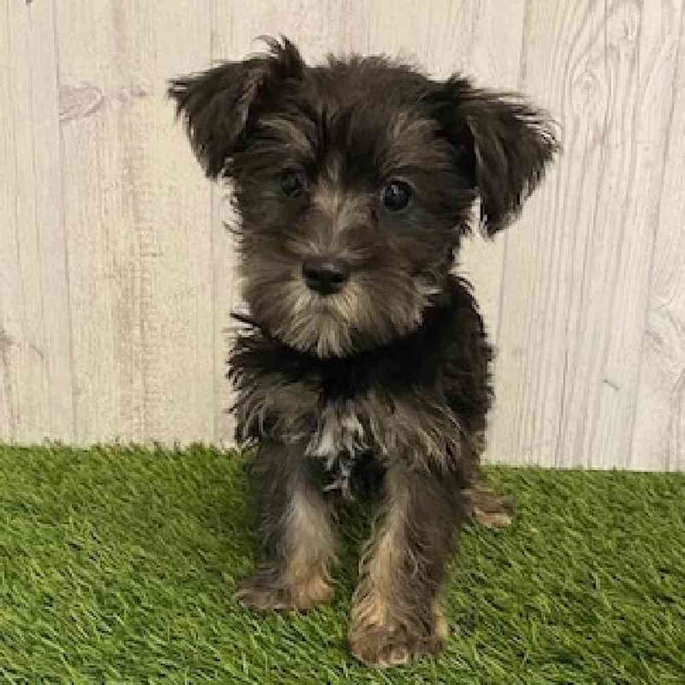 Female Schnorkie Puppy for sale