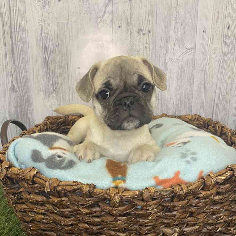 Female Frug Puppy for Sale in Saugus, MA