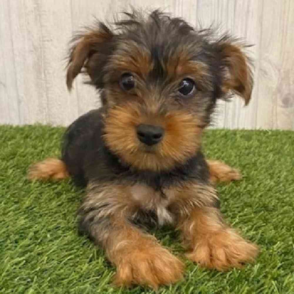 Male Yorkshire Terrier Puppy for sale