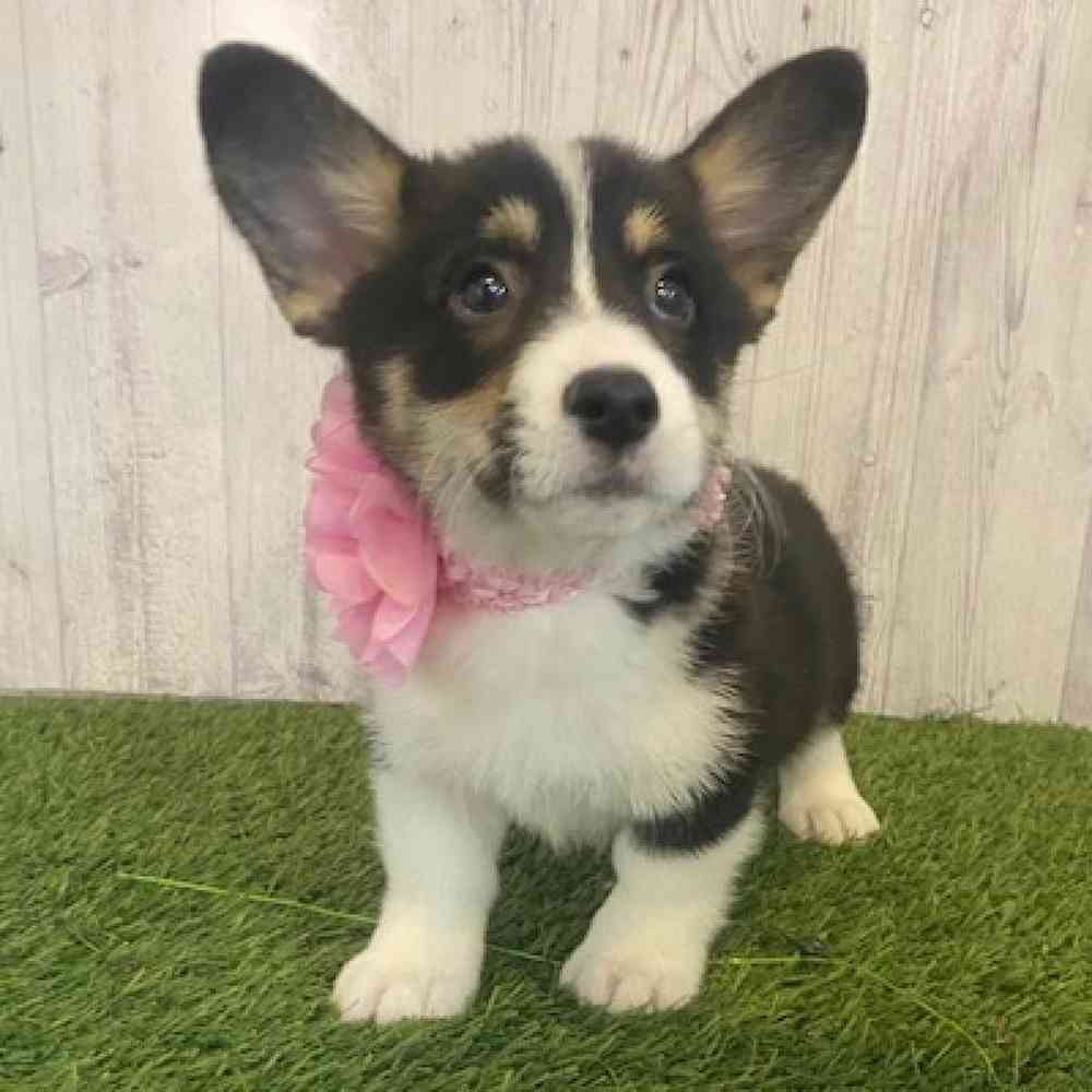 Female Pembroke Welsh Corgi Puppy for Sale in Saugus, MA