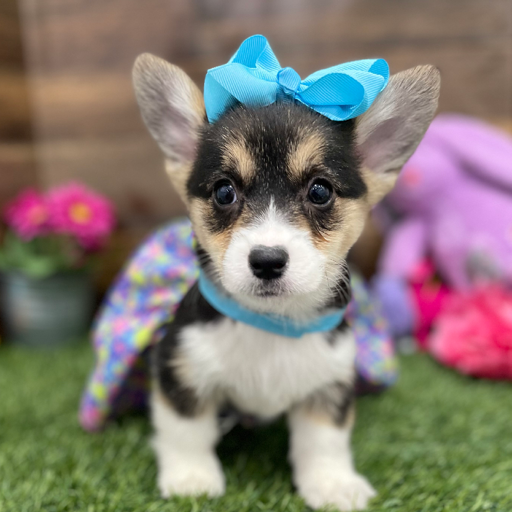Female Pembroke Welsh Corgi Puppy for Sale in Braintree, MA