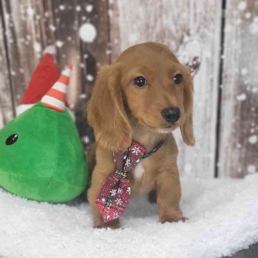 Male Dachshund Puppy for Sale in Saugus, MA