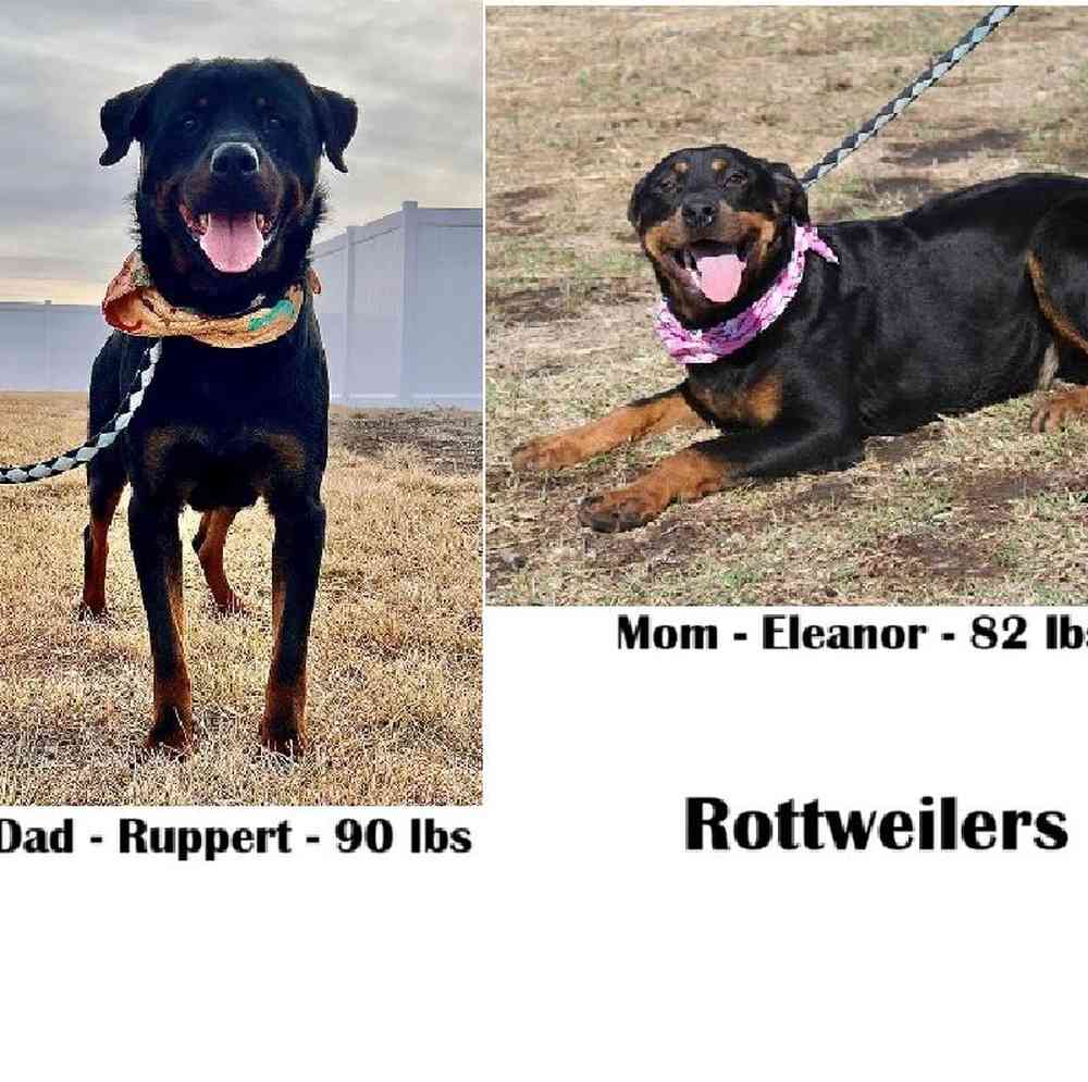 Male Rottweiler Puppy for Sale in Braintree, MA