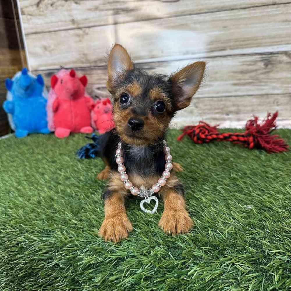 Female Chorkie Puppy for Sale in Saugus, MA