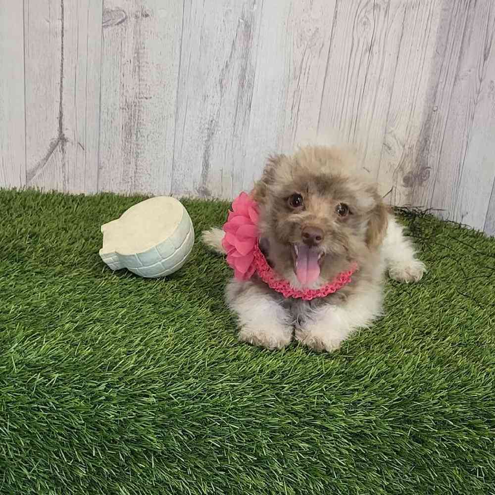 Female Hava-Pom Puppy for sale
