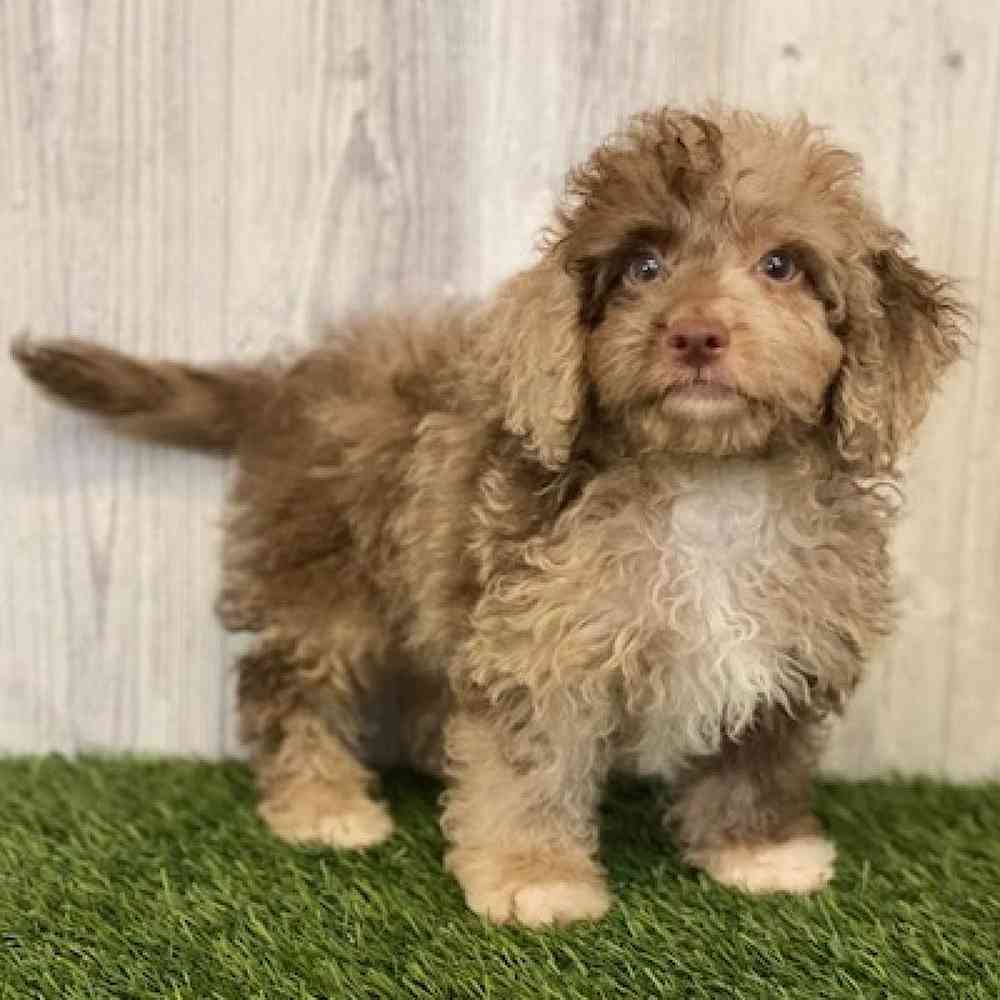 Male Cockapoo Puppy for sale