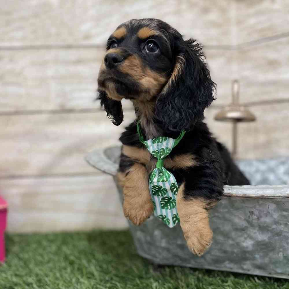 Male Docker Puppy for Sale in Braintree, MA