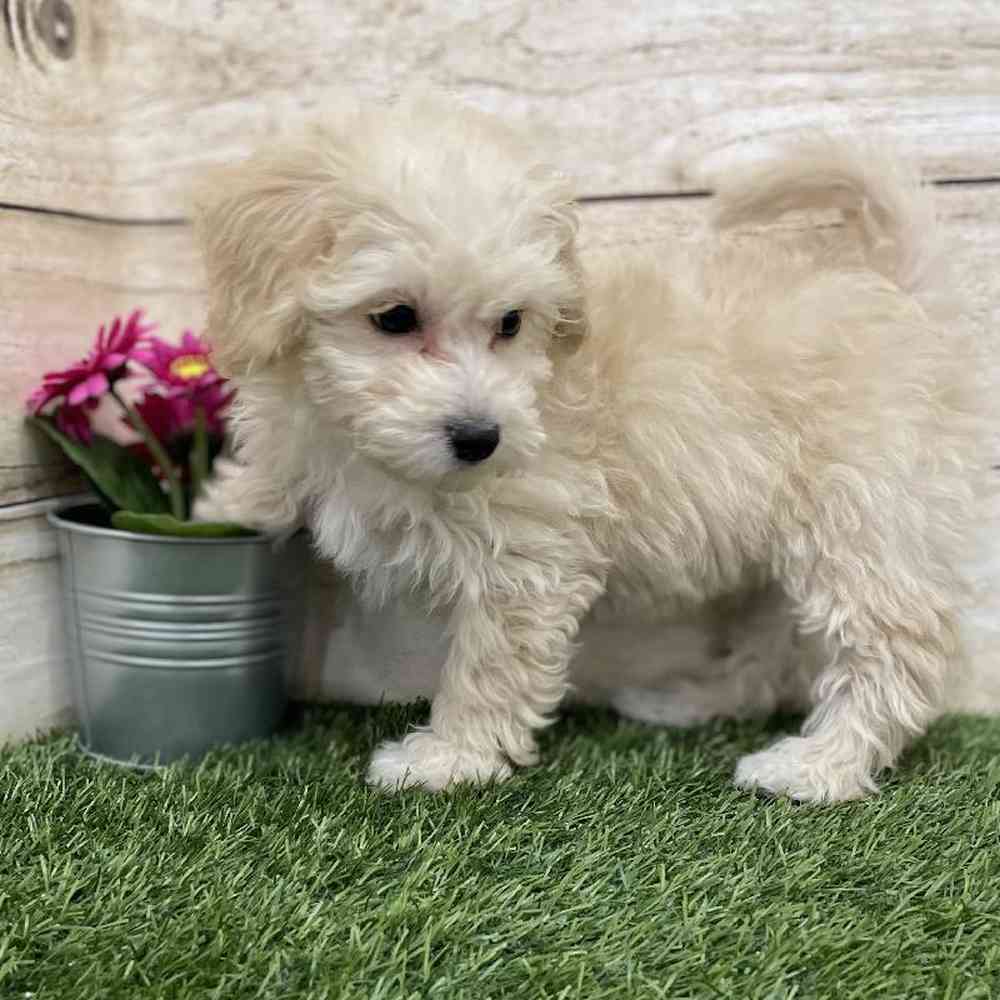 Female Cavachon Puppy for Sale in Braintree, MA