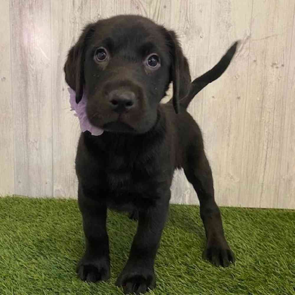 Female Labrador Retriever Puppy for sale