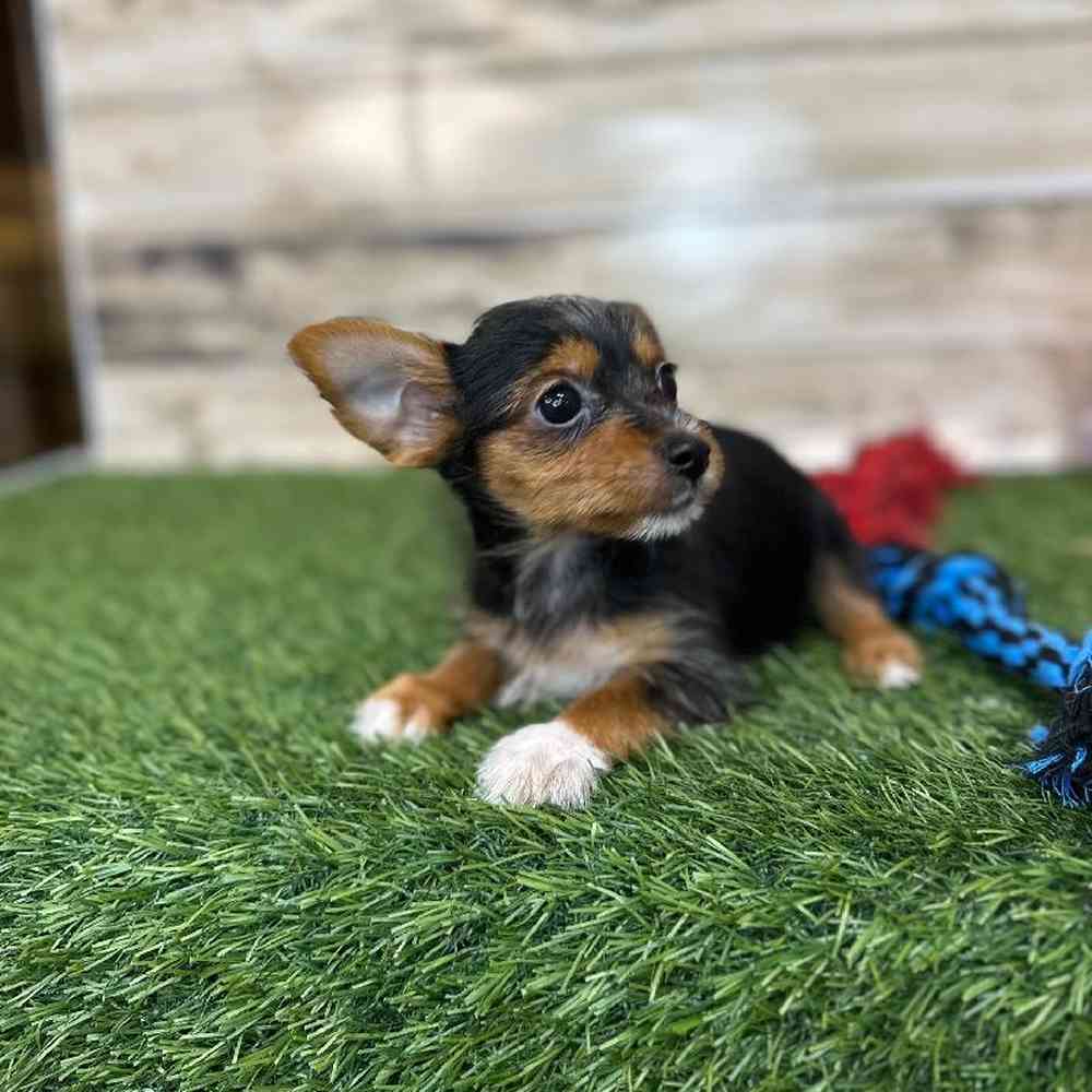 Male Chorkie Puppy for Sale in Saugus, MA