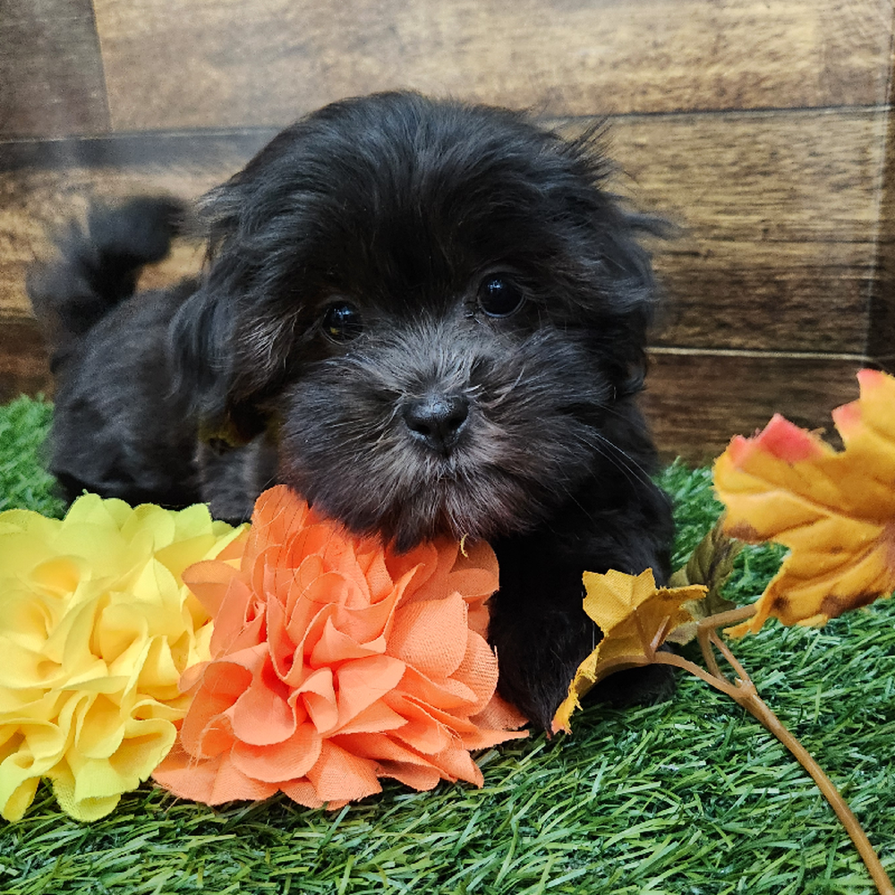 Female Malshi Puppy for Sale in Braintree, MA