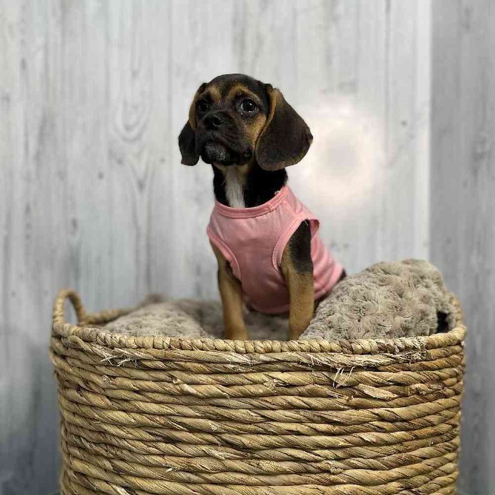 Female Puggle Puppy for sale