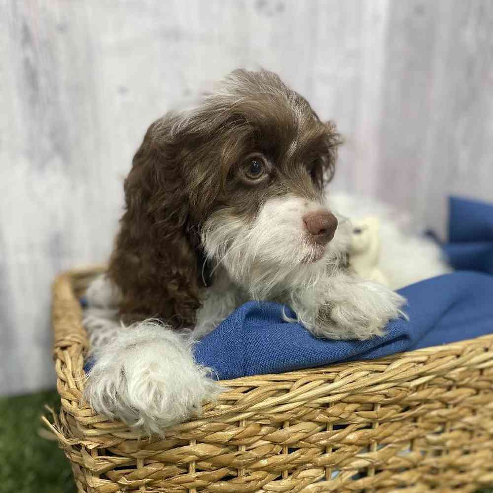 Male Cockapoo Puppy for Sale in Saugus, MA