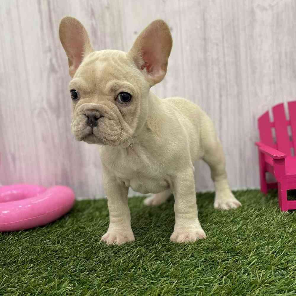 Female French Bulldog Puppy for Sale in Braintree, MA