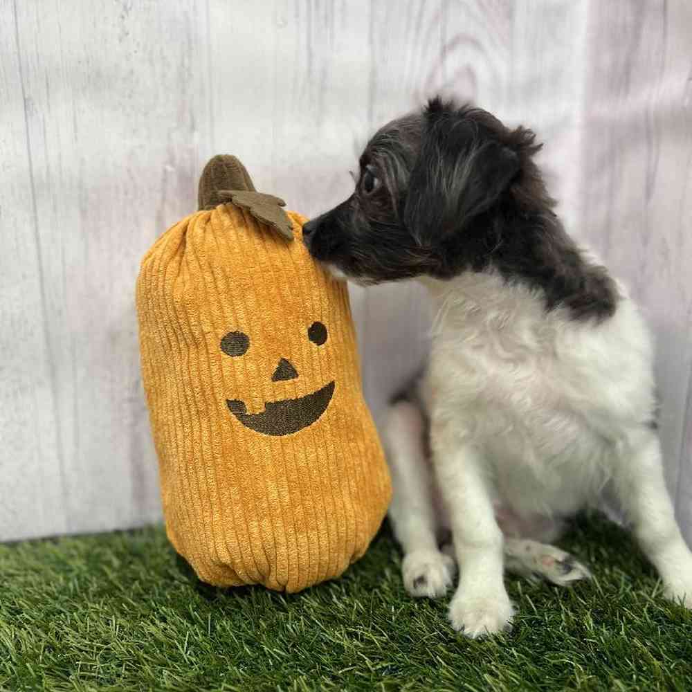 Male Mini Aussiedoodle Puppy for Sale in Braintree, MA