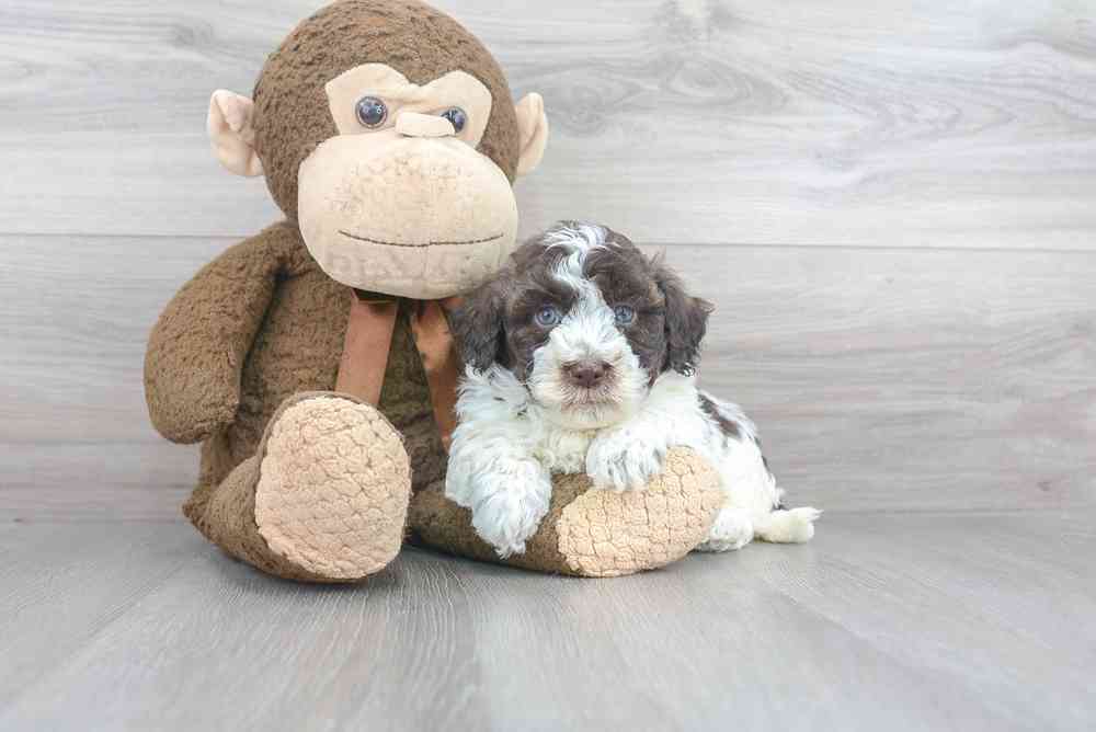 havanese-condado-4172306344544993.jpg
