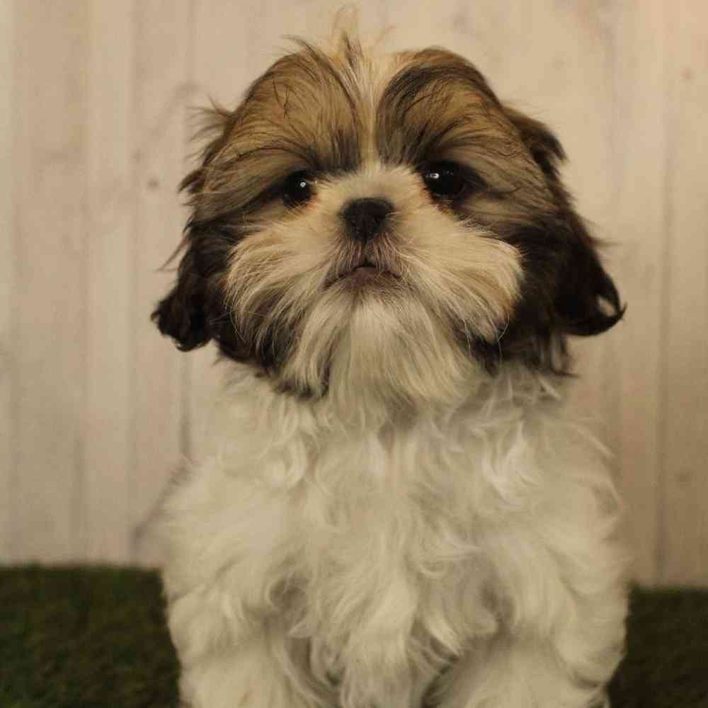 Male Shih Tzu Puppy for Sale in Saugus, MA