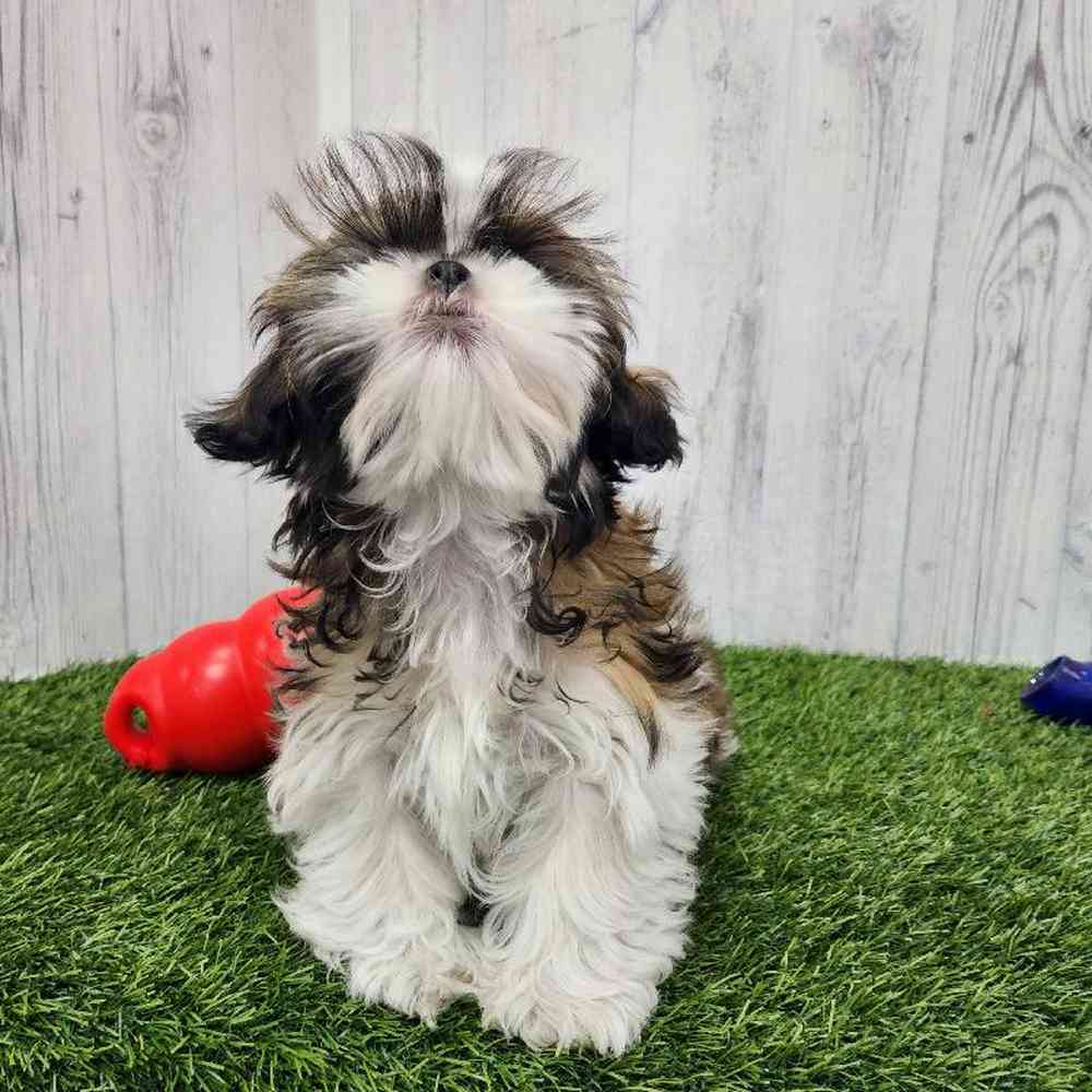 Male Shih Tzu Puppy for Sale in Braintree, MA