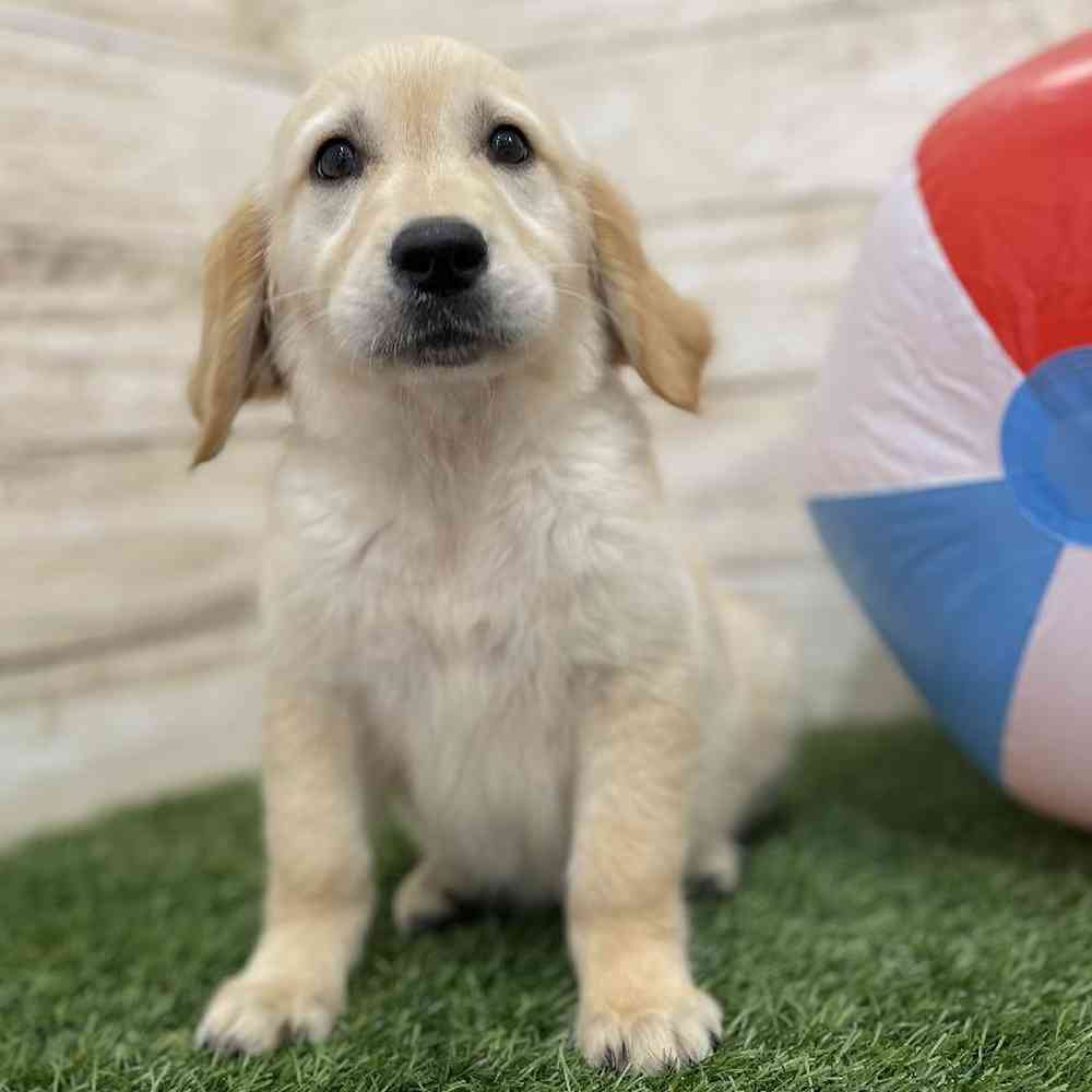 Female Golden Retriever Puppy for Sale in Braintree, MA