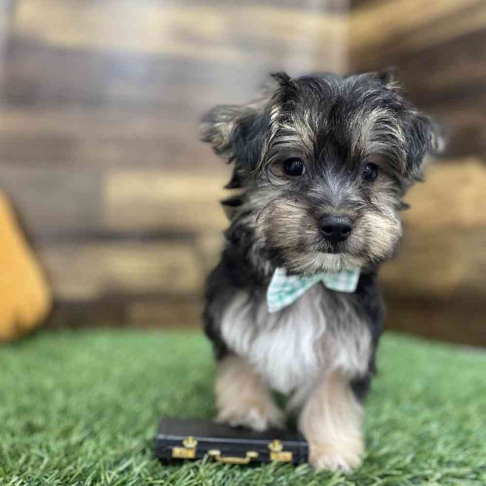 Male Silkese Puppy for Sale in Braintree, MA