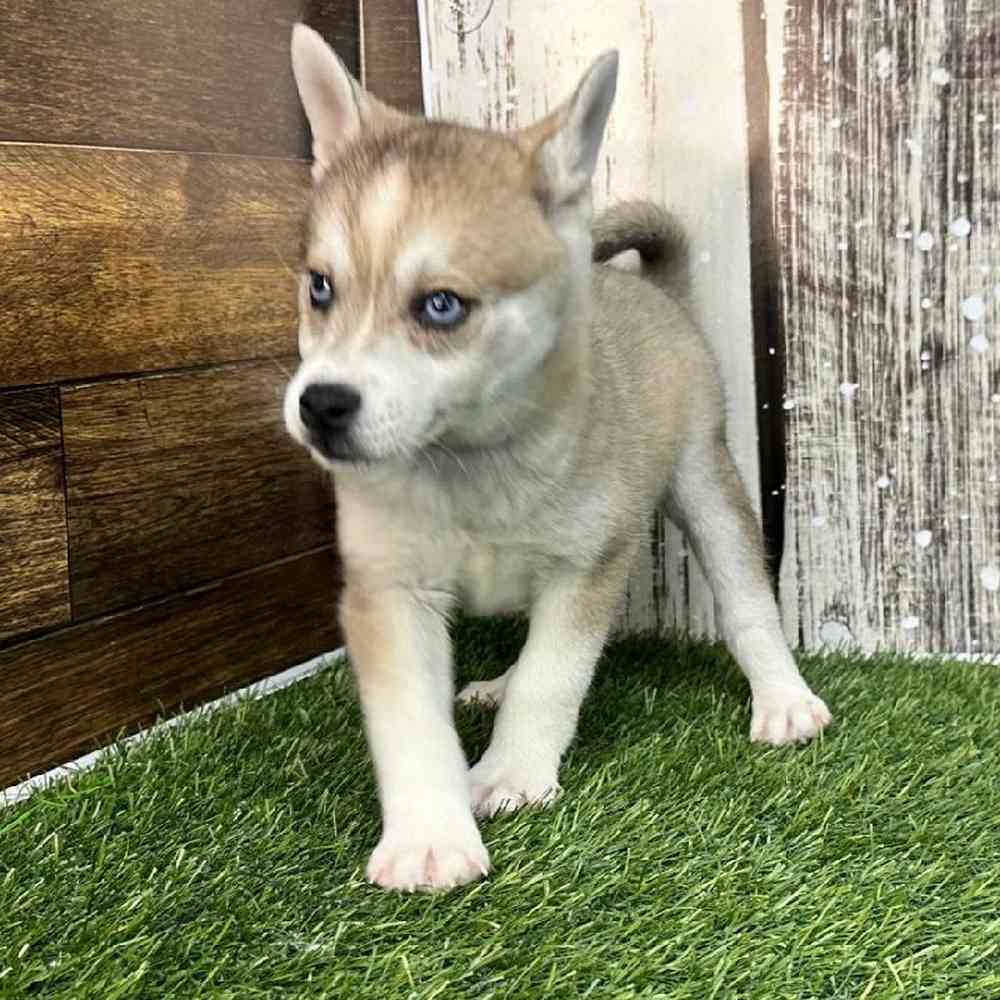 Male Alaskan Klee Kai Puppy for Sale in Saugus, MA