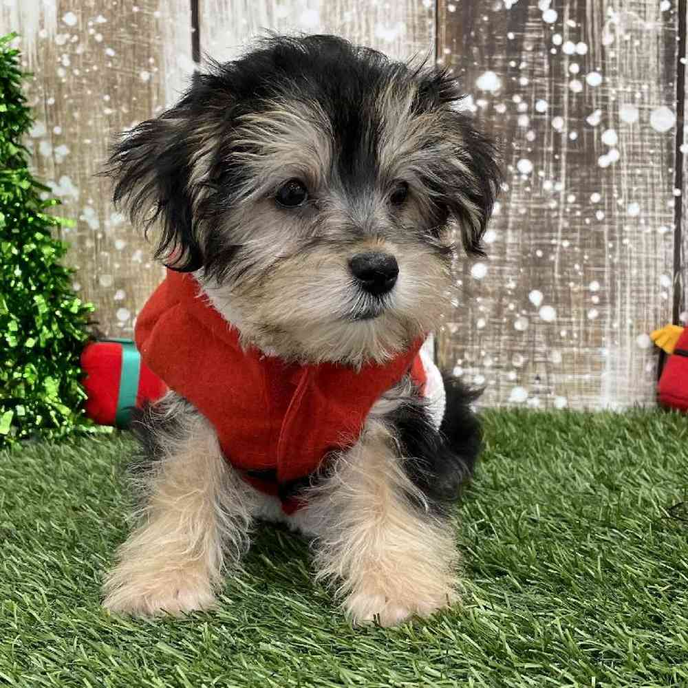 Male Morkie Puppy for Sale in Braintree, MA