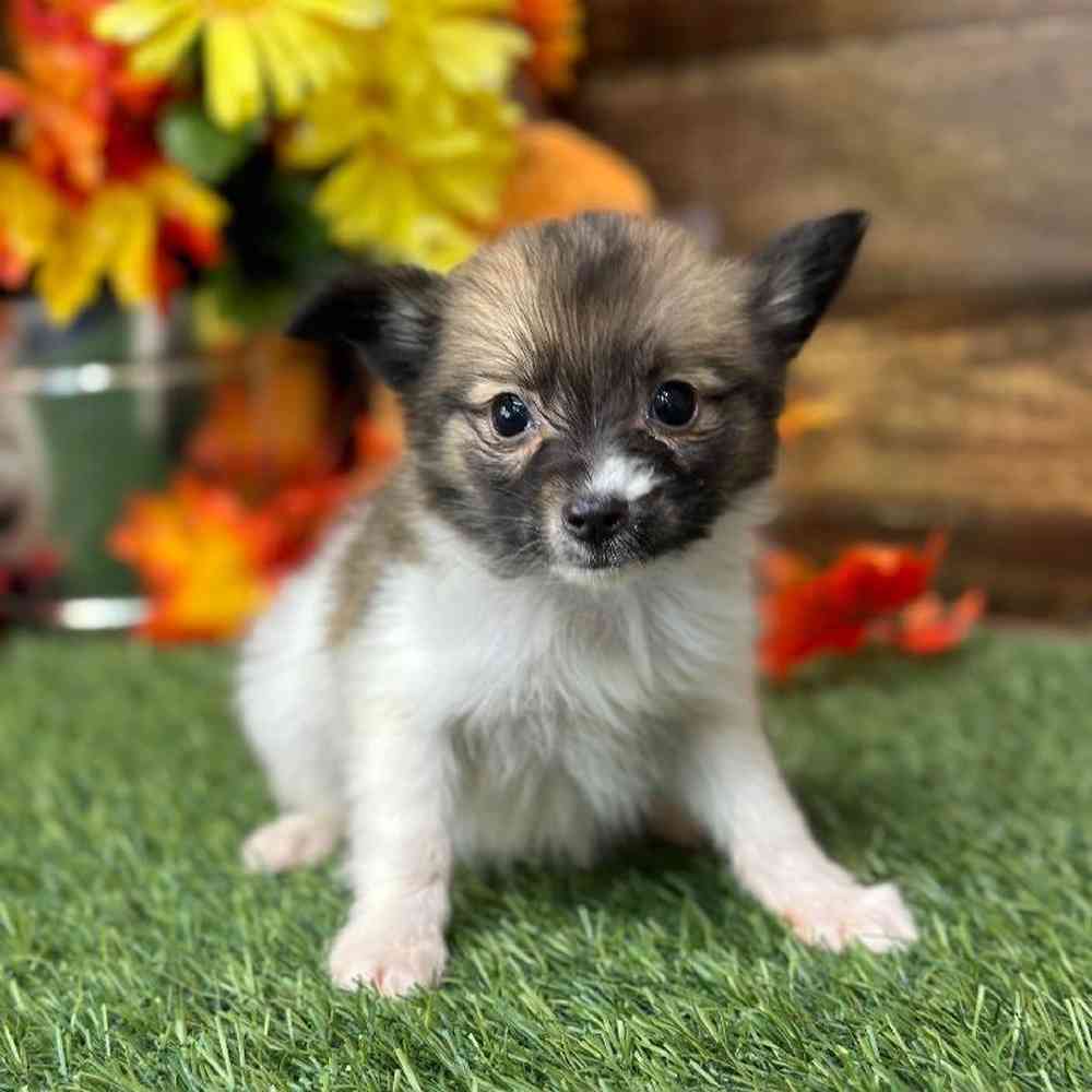 Male Papillon Puppy for Sale in Braintree, MA