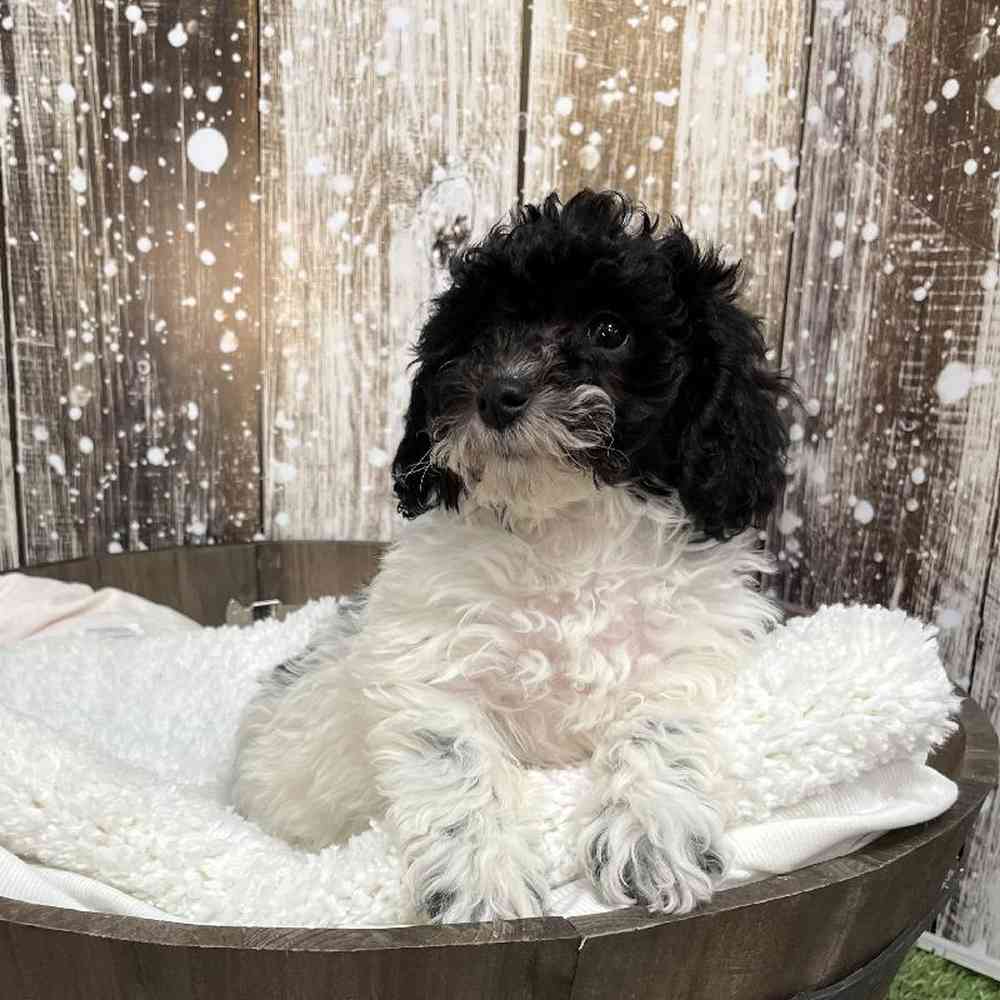 Female Cavachon Puppy for Sale in Saugus, MA