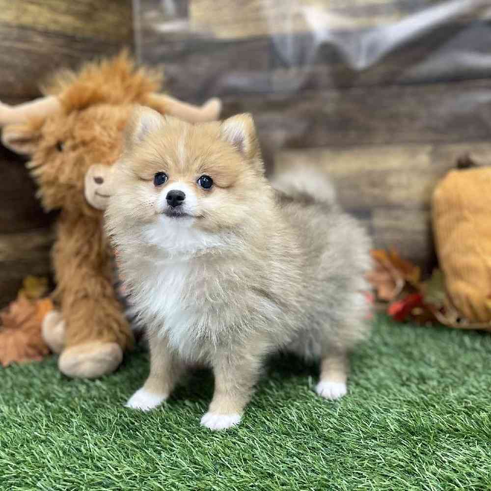 Female Pomeranian Puppy for Sale in Braintree, MA