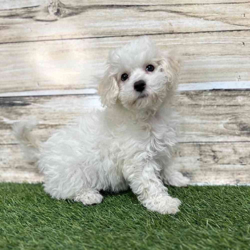 Female Cavachon Puppy for Sale in Saugus, MA