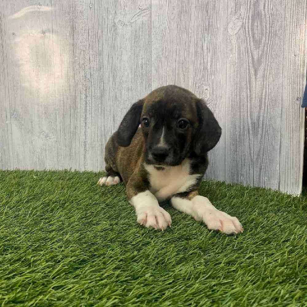 Male Boglen Terrier Puppy for Sale in Saugus, MA