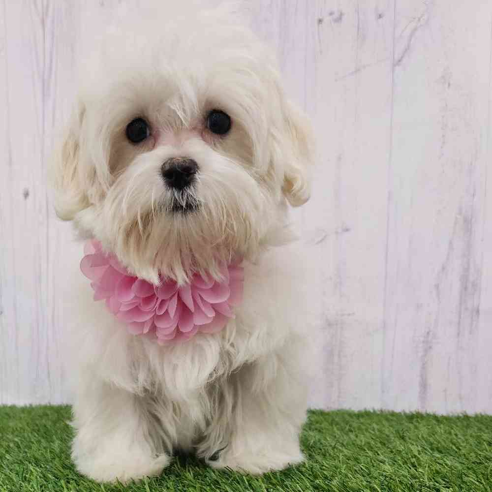 Female Havamalt Puppy for Sale in Braintree, MA